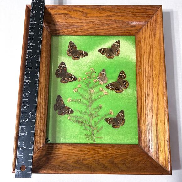 Vintage Framed Taxidermy Butterfly Buckeye Art Specimen Collection Curiosities - Picture 3 of 10